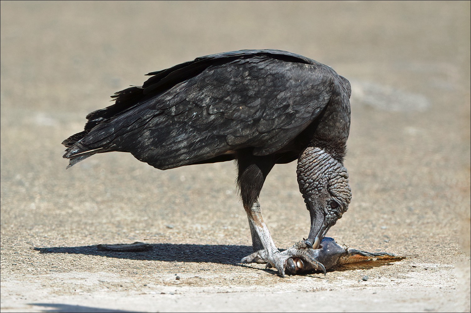 Black Vulture (Zwarte Gier)