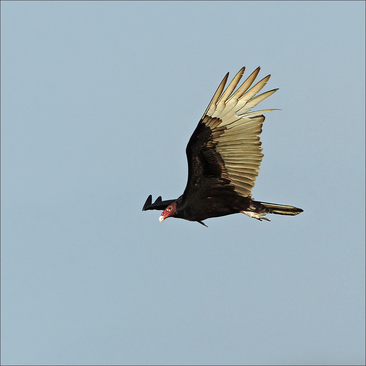 Turkey Vulture (Kalkoengier)