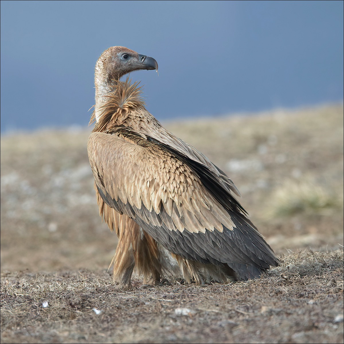 Grifon Vulture (Vale Gier)