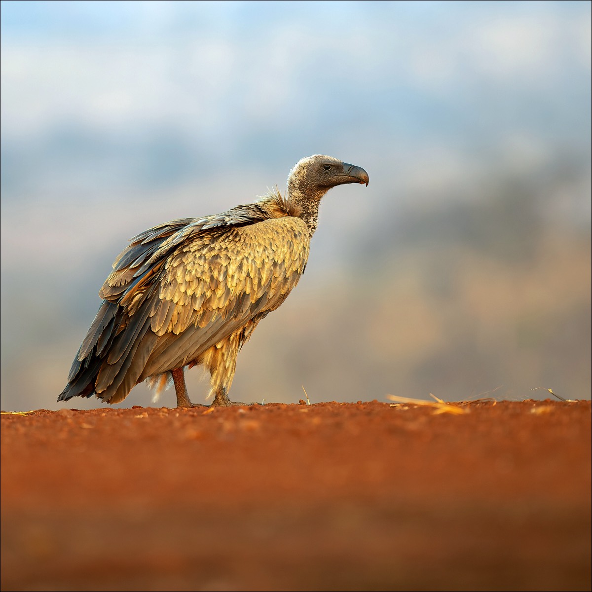 White-backed Vulture (Witruggier)