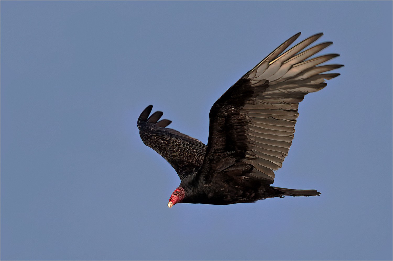 Turkey Vulture (Kalkoengier)