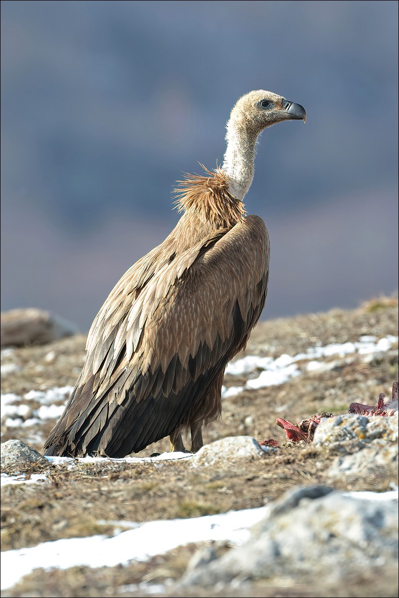 Grifon Vulture (Vale Gier)
