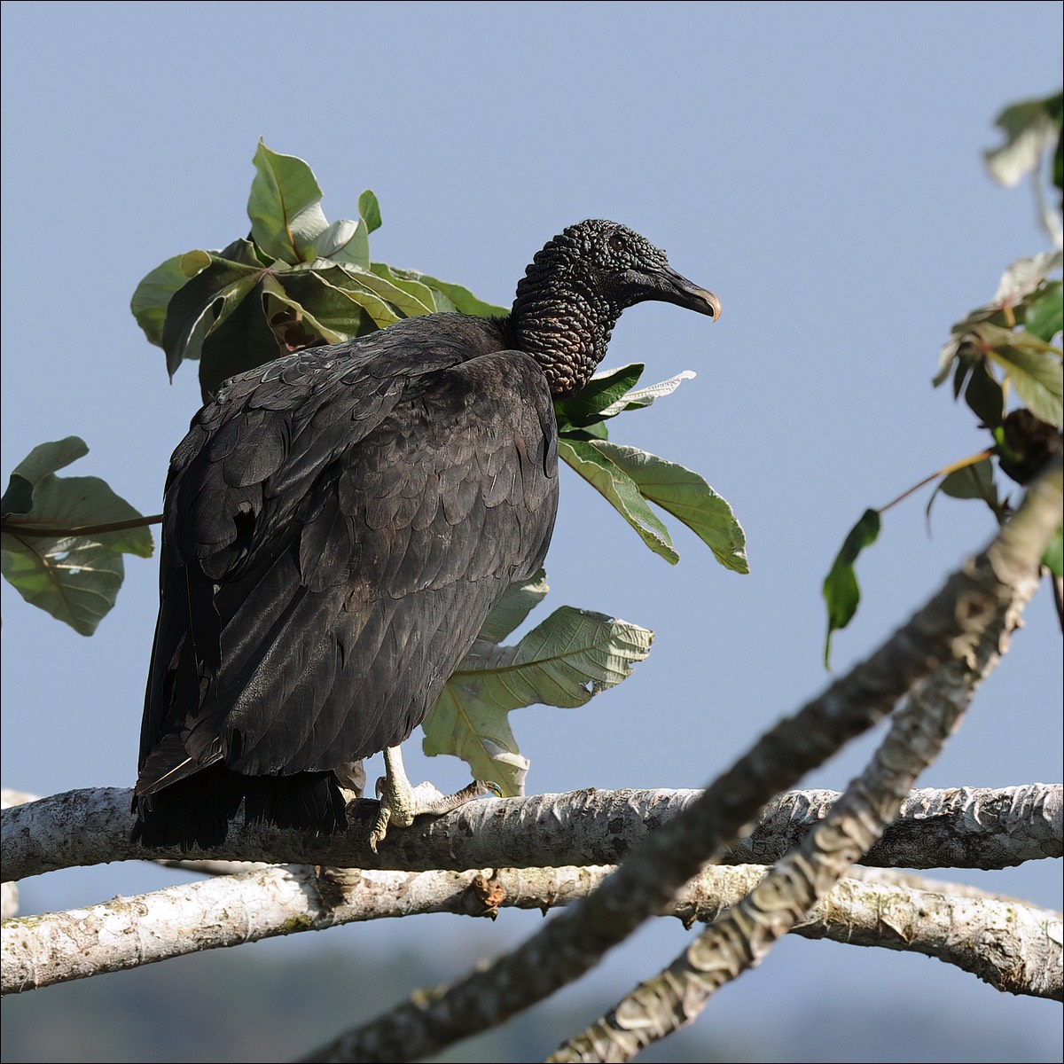 Black Vulture (Zwarte Gier)