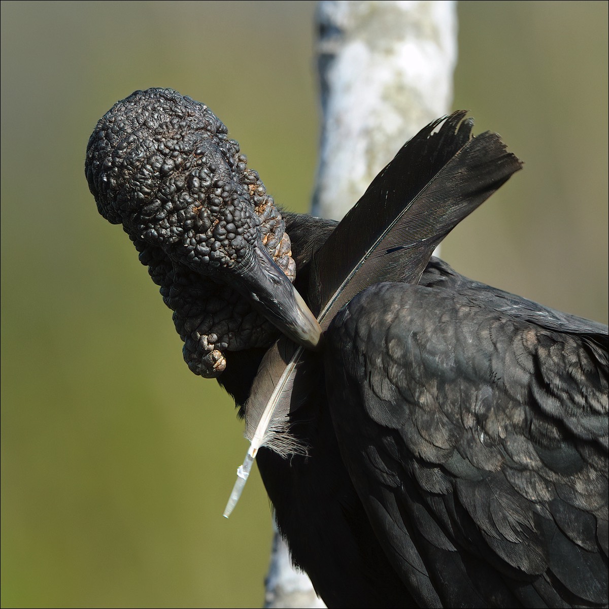 Black Vulture (Zwarte Gier)