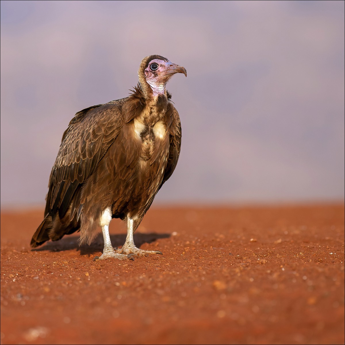 Hooded Vulture (Kapgier)