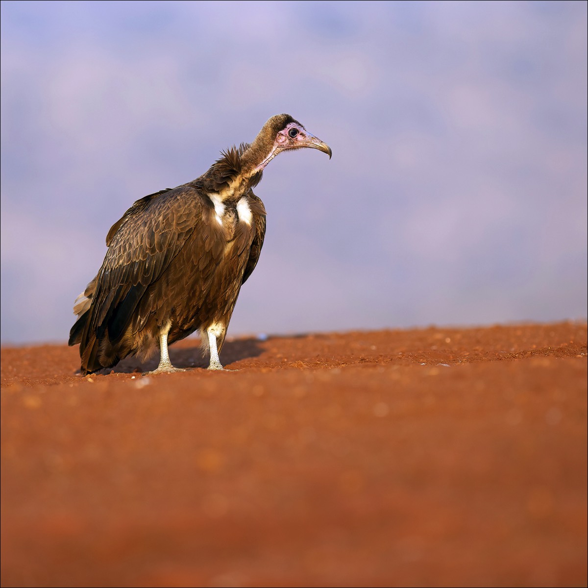 Hooded Vulture (Kapgier)