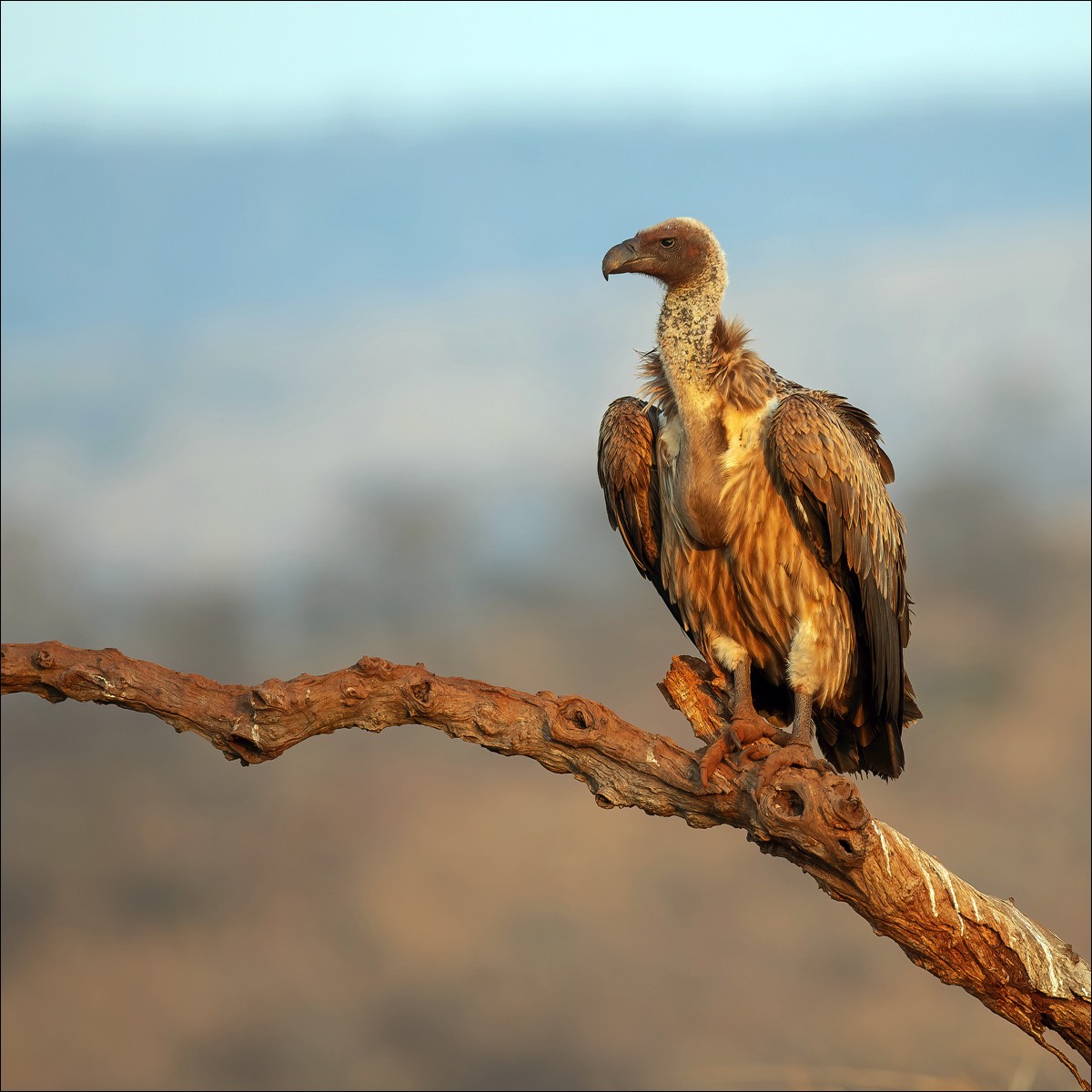 White-backed Vulture (Witruggier)