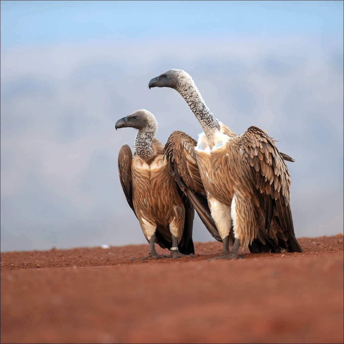 White-backed Vulture (Witruggier)