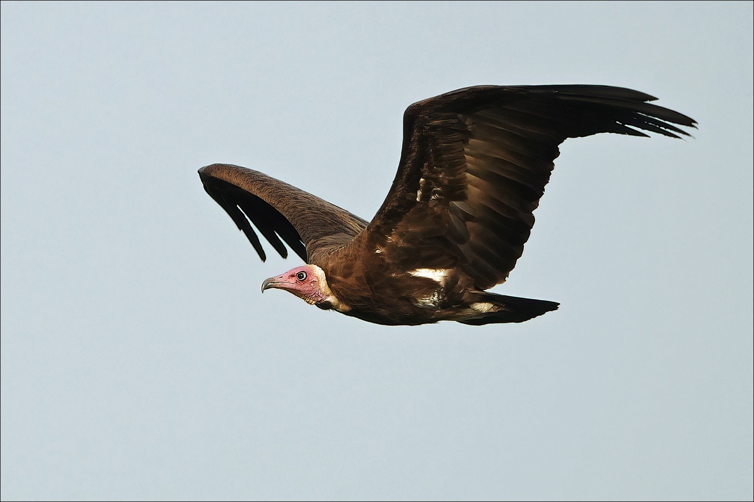 Hooded Vulture (Kapgier)