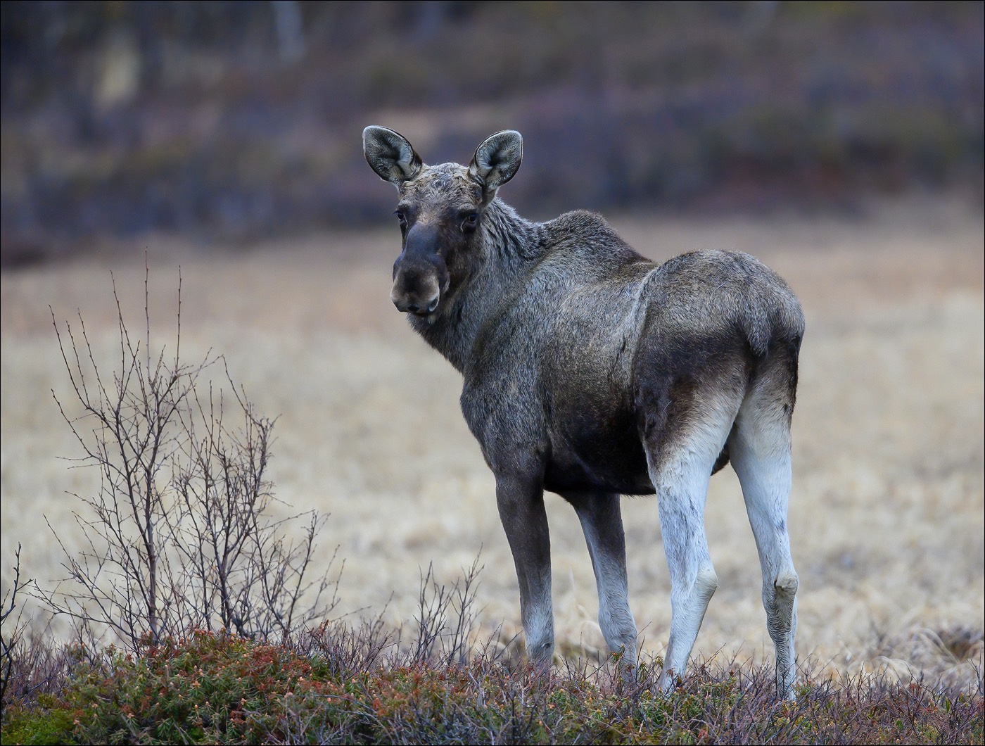 Moose (Eland)