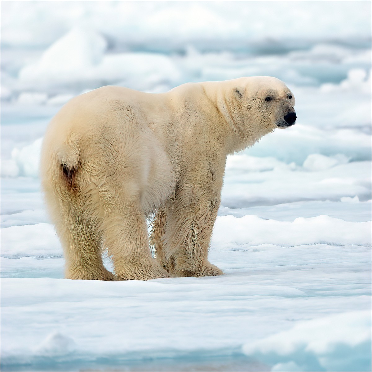 Polar Bear (Ijsbeer)
