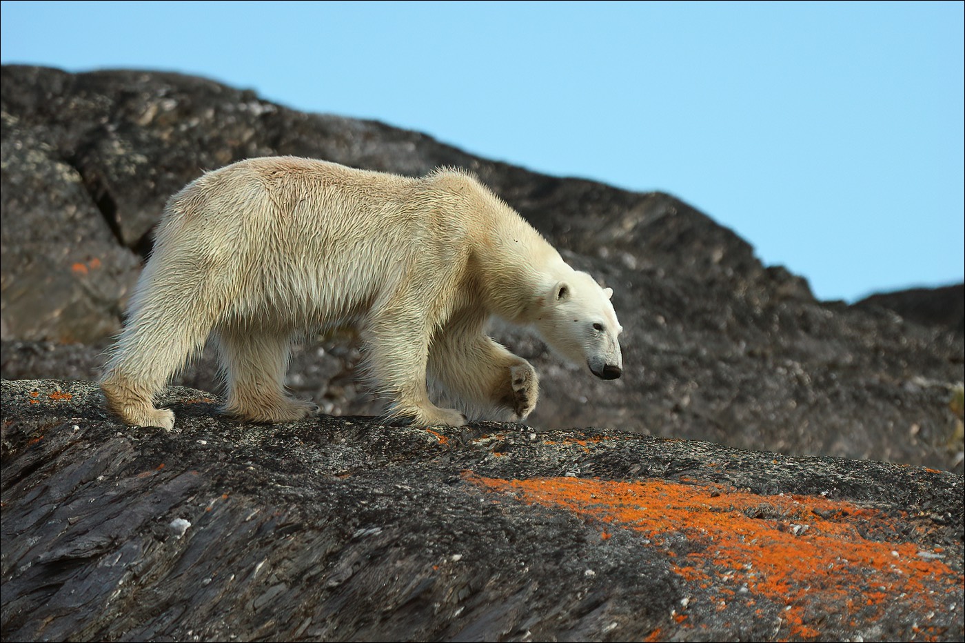 Polar Bear (Ijsbeer)