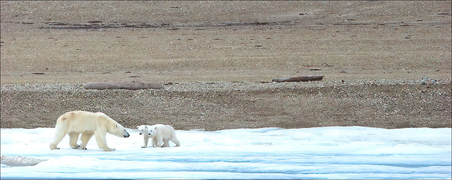 Polar Bear (Ijsbeer)