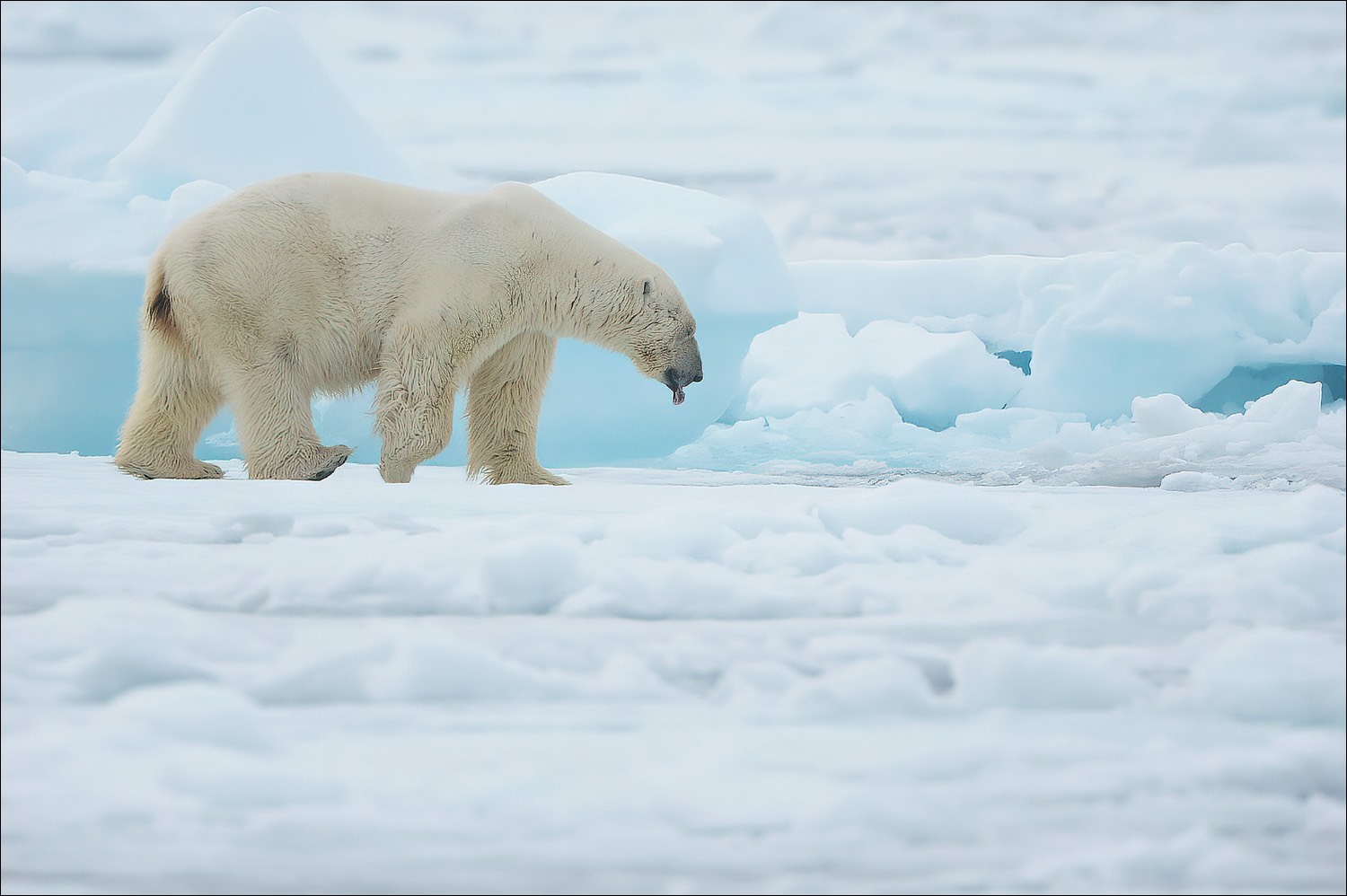 Polar Bear (Ijsbeer)