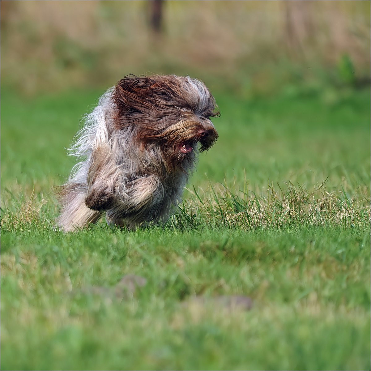 Odin running