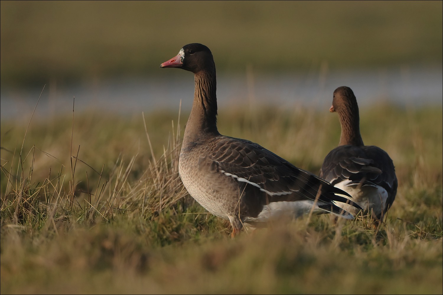 Stacks Image 45