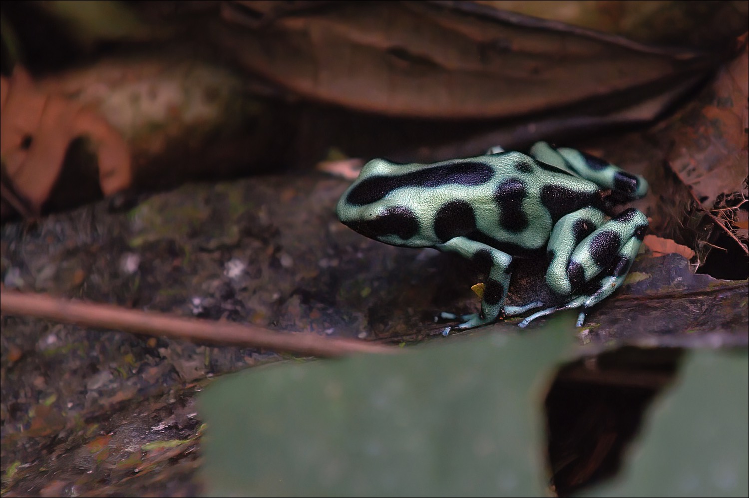 Green and Black Poison Dart Frog (Groenzwarte Pijlgifkikker)