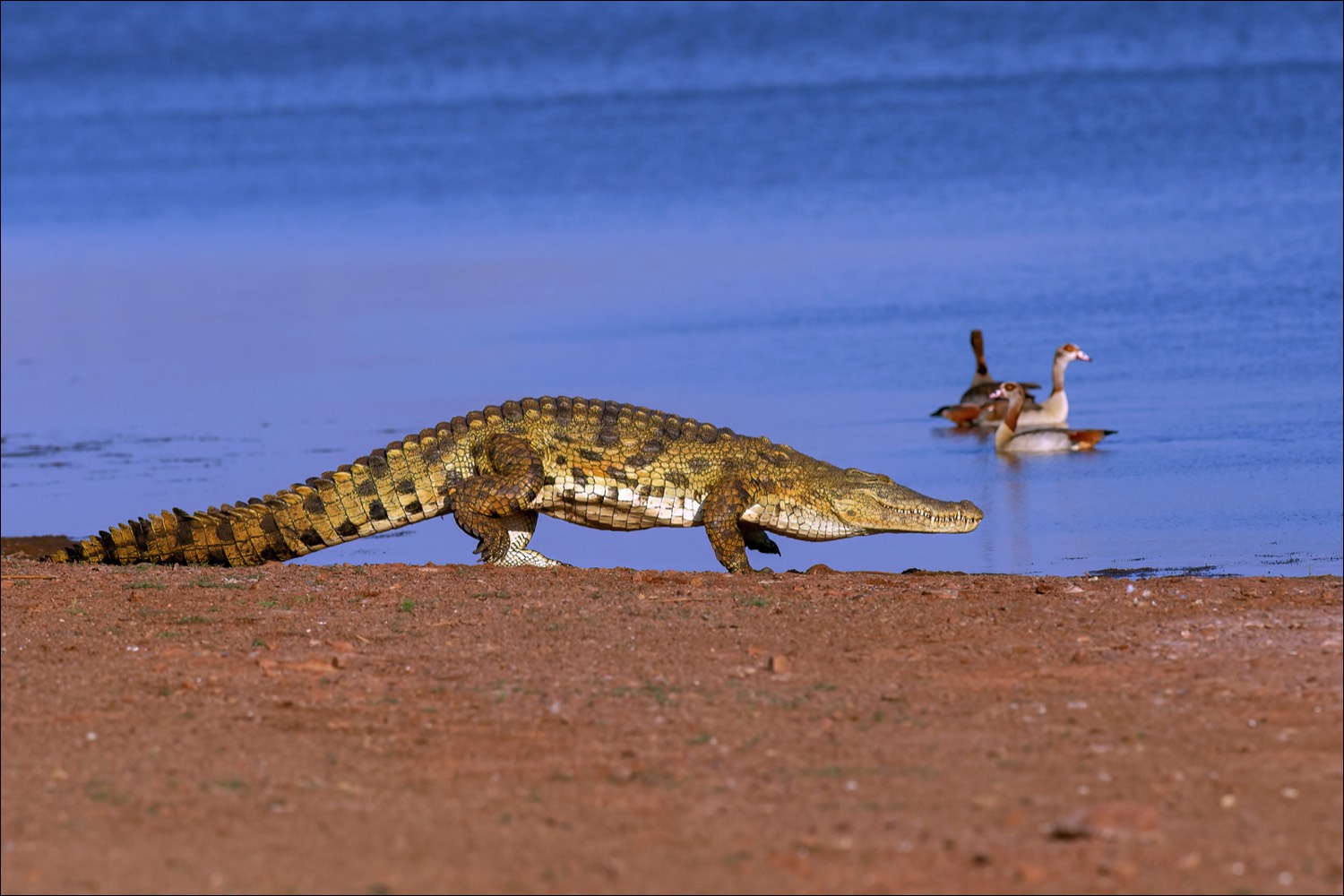 Nile crocodile (Nijlkrokodil)