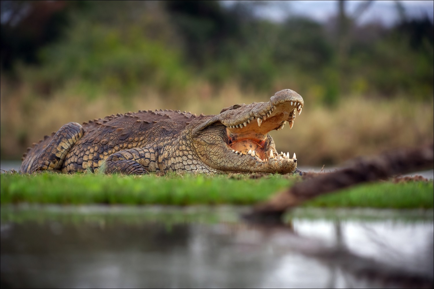 Nile crocodile (Nijlkrokodil)