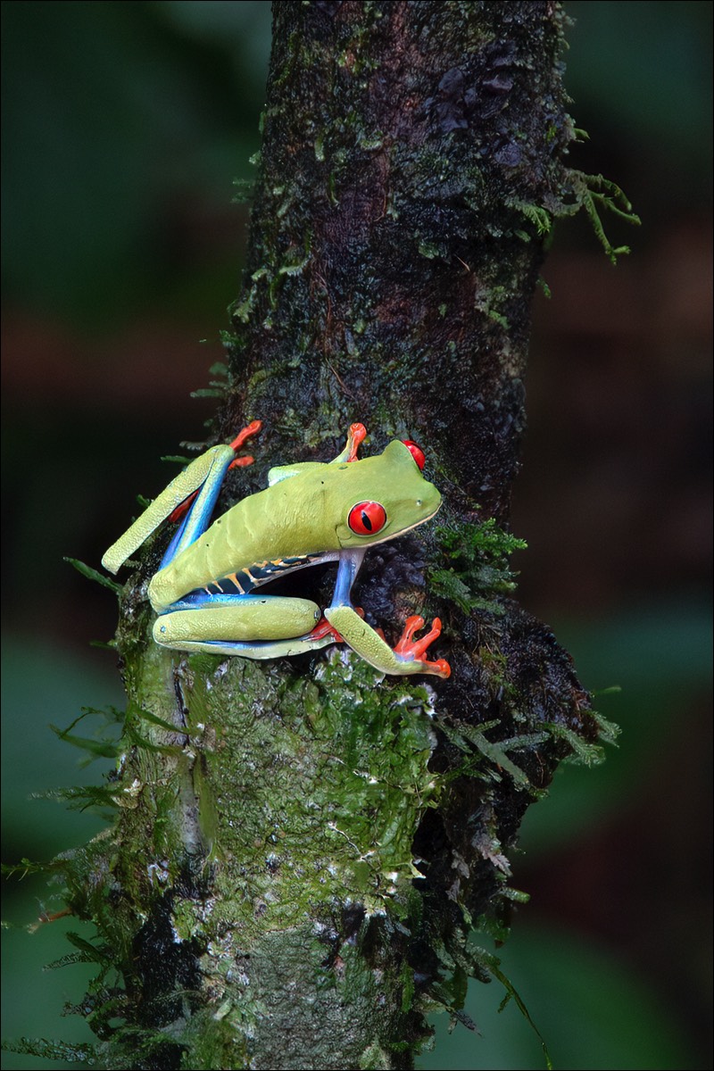 Red-eyed Tree Frog (Roodoog Makikikker)