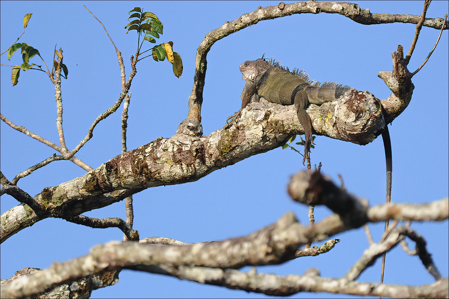 Green Iguana (Groen Leguaan)