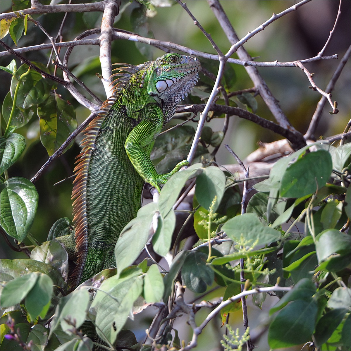 Green Iguana (Groen Leguaan)