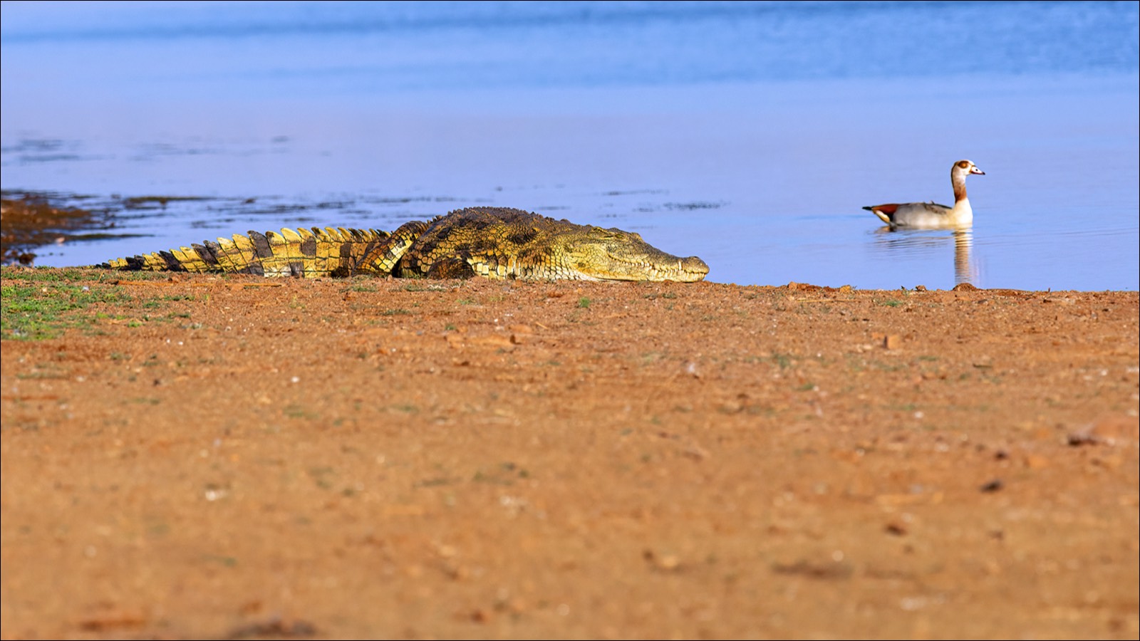 Nile crocodile (Nijlkrokodil)