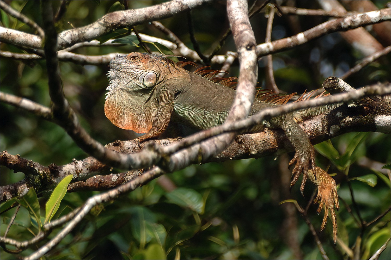 Green Iguana (Groen Leguaan)