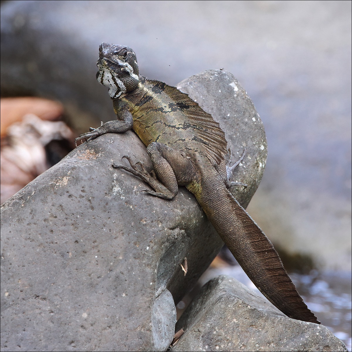 Common Basilisk (Helmbasilisk)