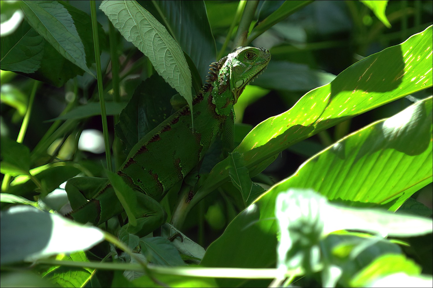 Green Iguana (Groen Leguaan)