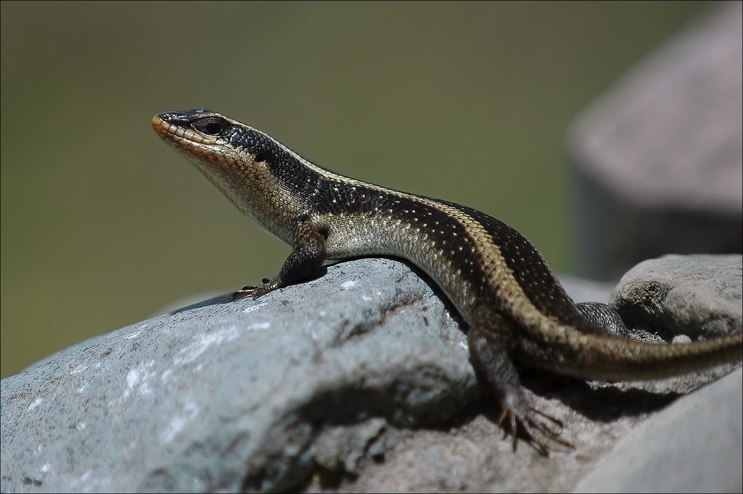 Striped Skink (Gestreepte Skink)