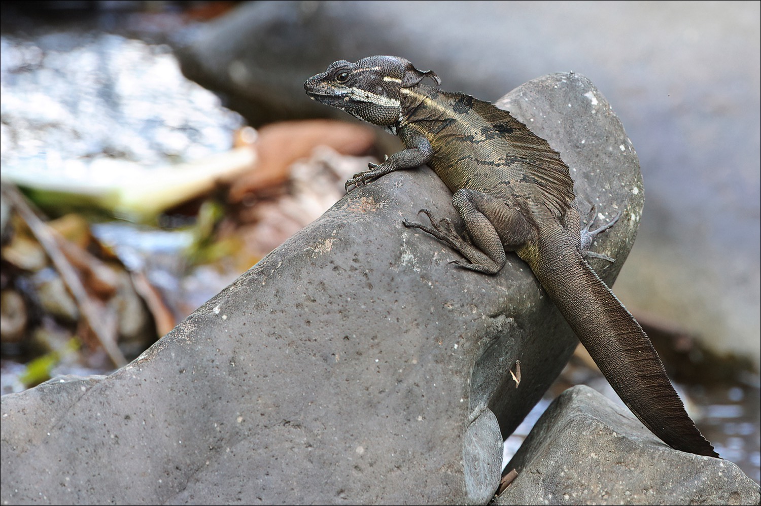 Common Basilisk (Helmbasilisk)