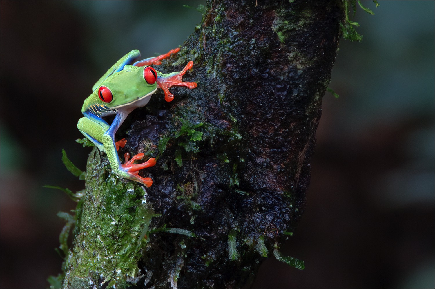 Red-eyed Tree Frog (Roodoog Makikikker)
