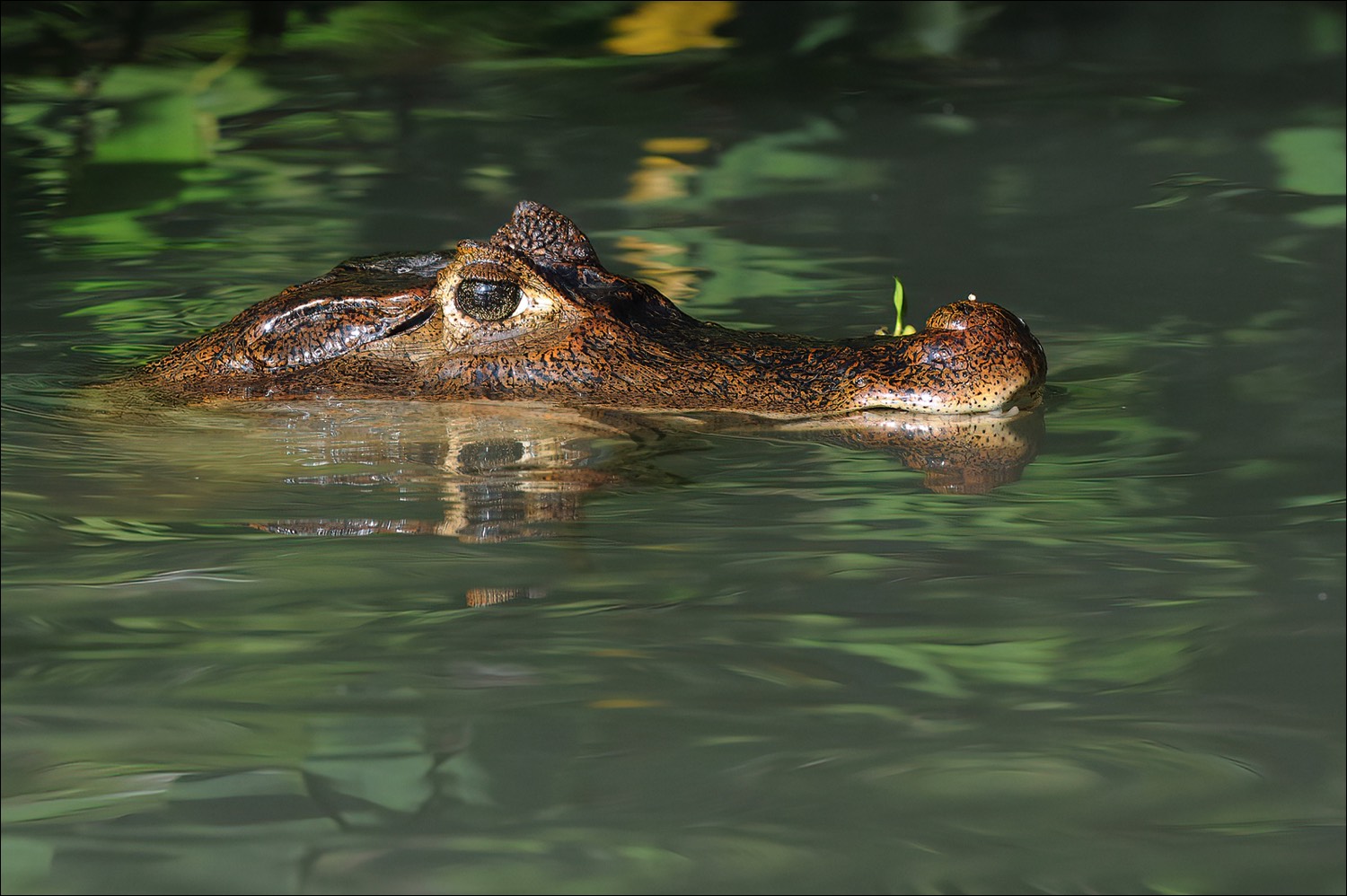 Spectacled Cayman (Brilkaaiman)