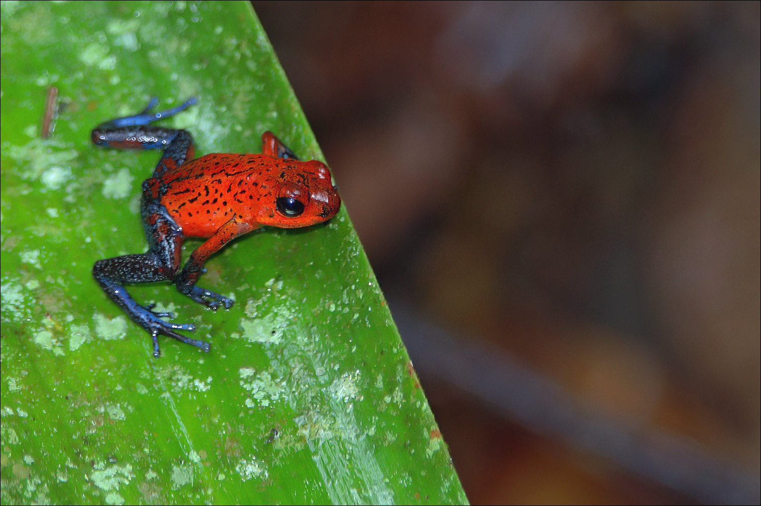 Blue Jeans Poison-dart Frog (Blue Jeans Pijlgifkikker)