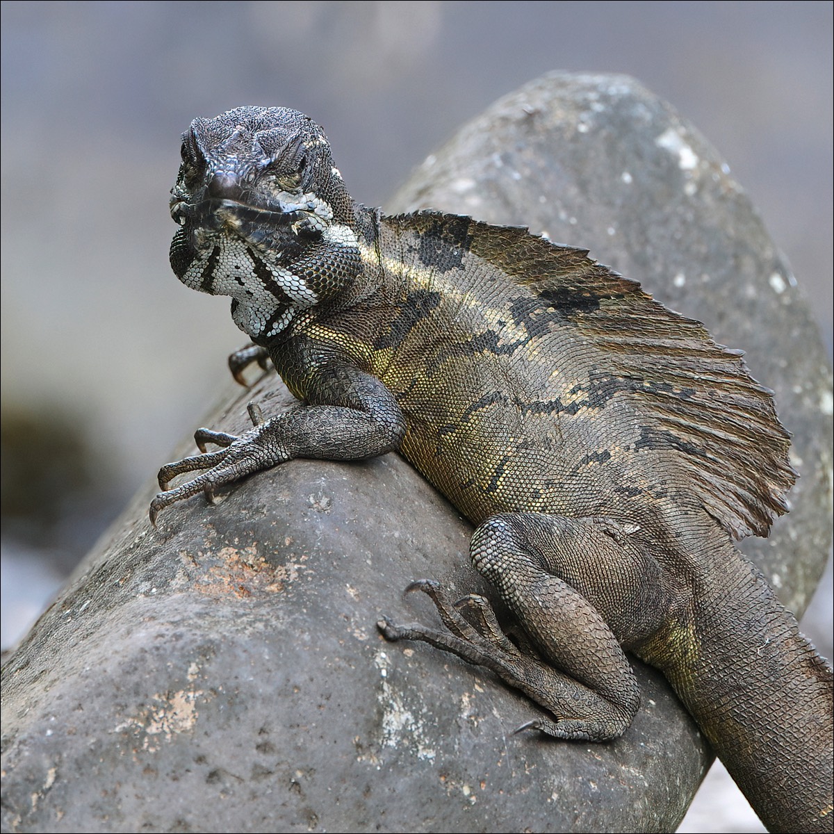 Common Basilisk (Helmbasilisk)