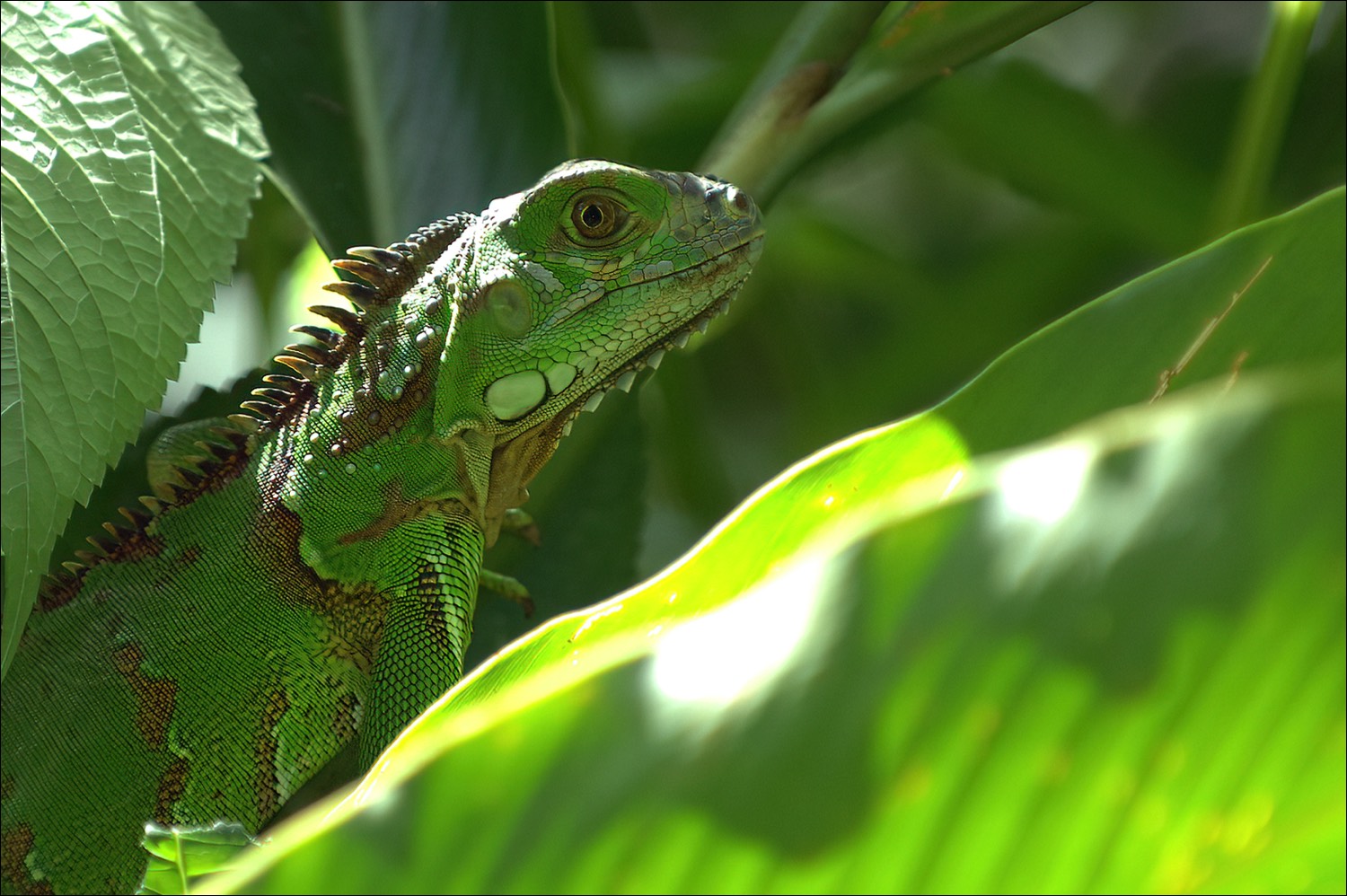 Green Iguana (Groen Leguaan)