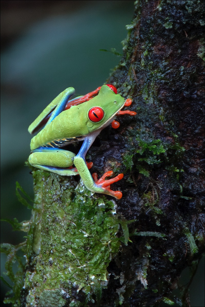 Red-eyed Tree Frog (Roodoog Makikikker)