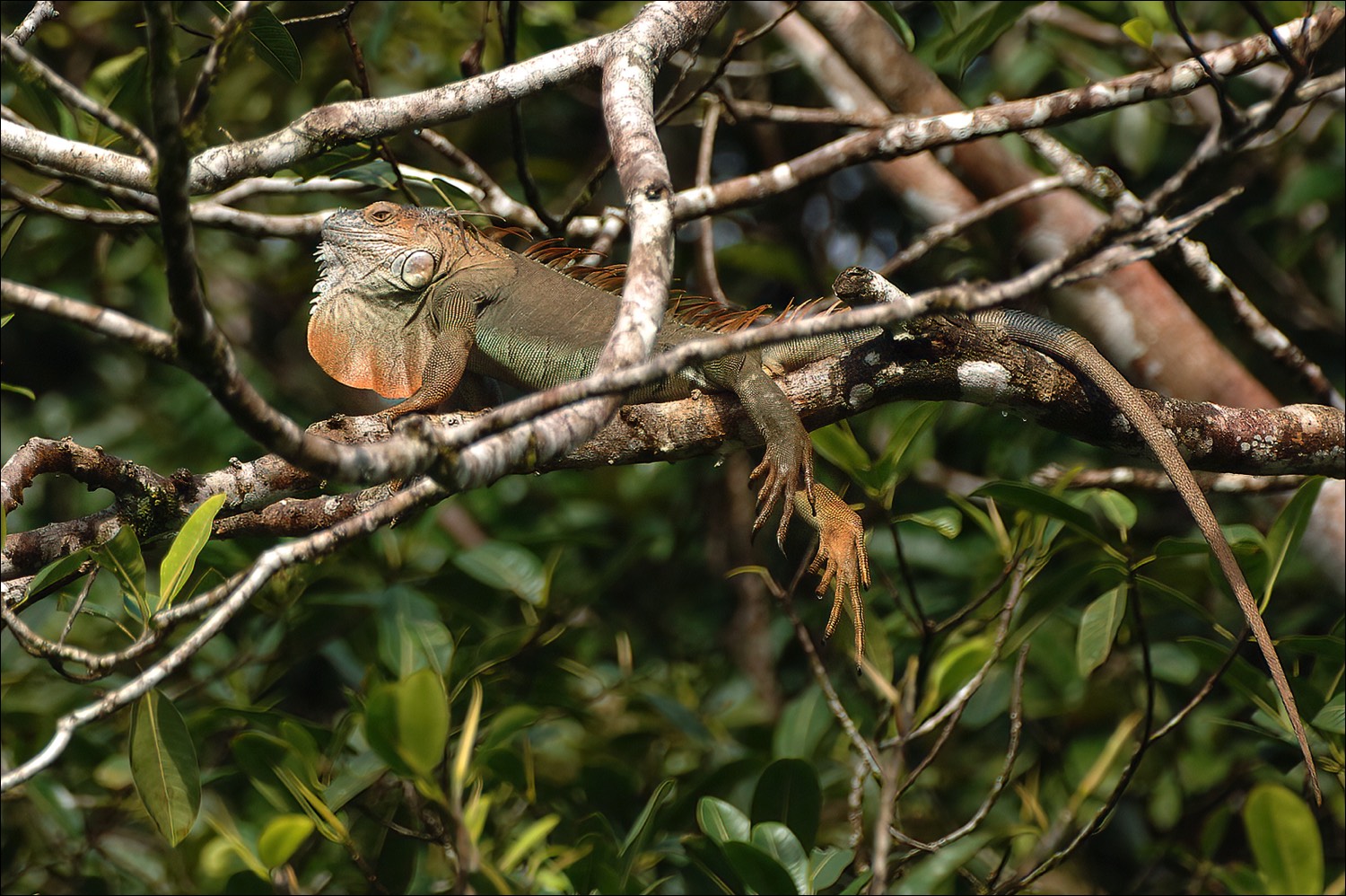 Green Iguana (Groene Leguaan)