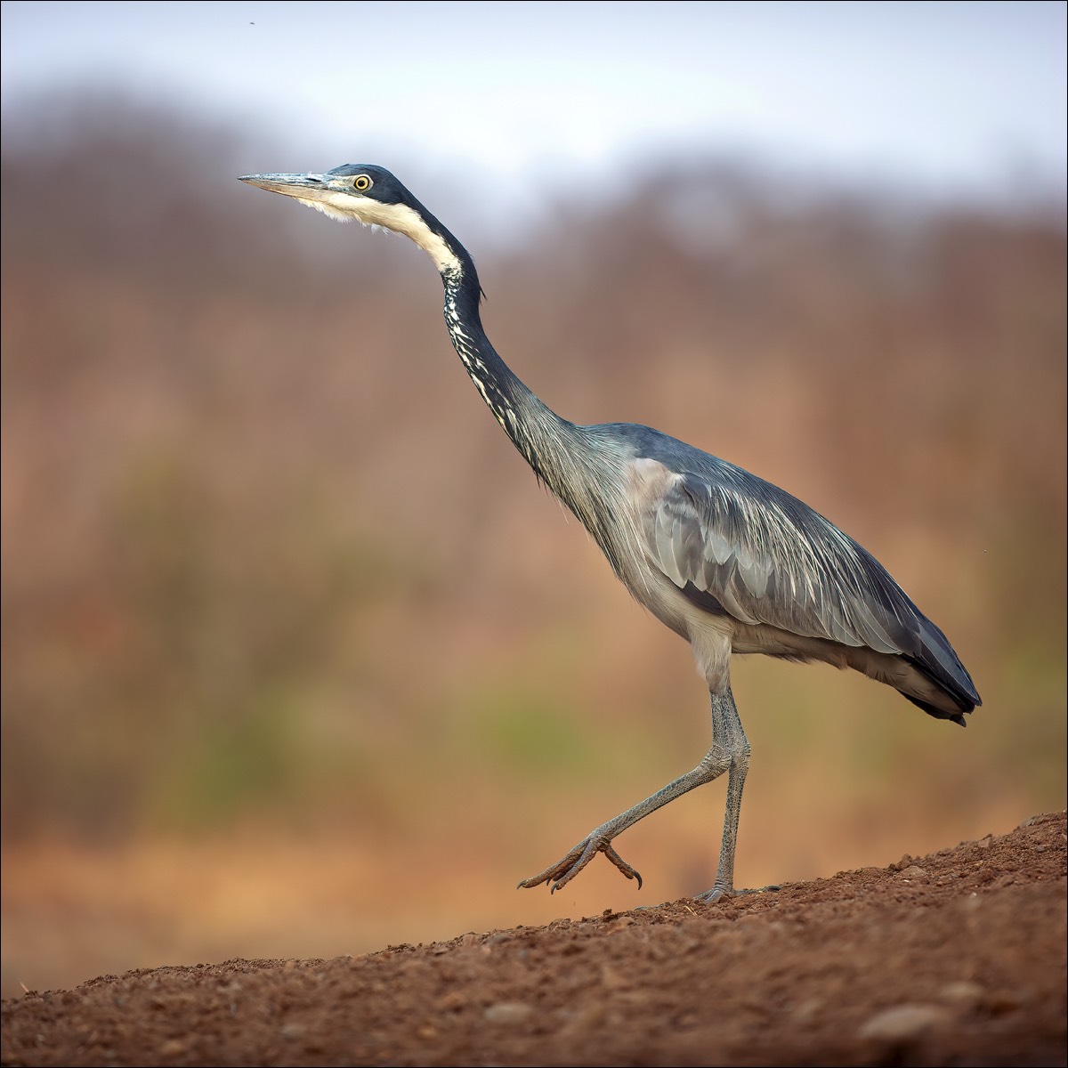 Black-headed Heron (Zwartkopreiger)