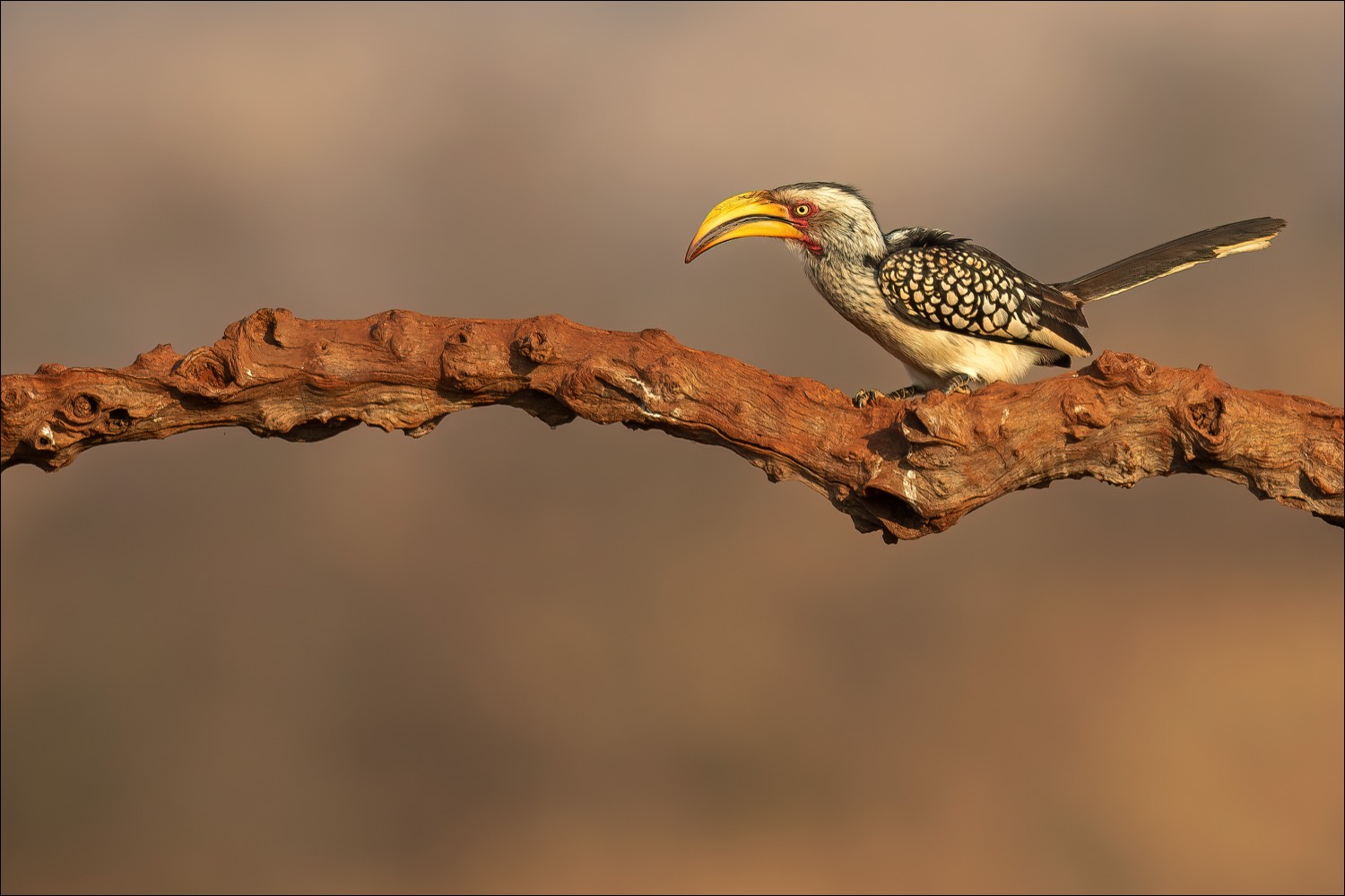 Southern Yellow-billed Hornbill (Zuidelijke Geelsnaveltok)