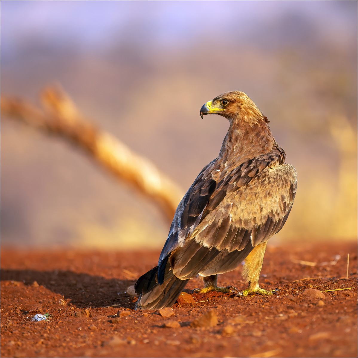 Tawny eagle (Savannearend)