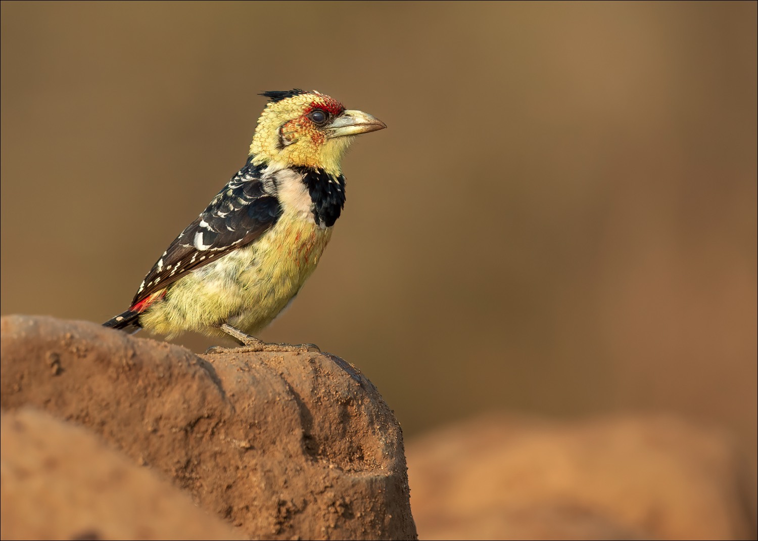 Crested Barbet (Kuifbaardvogel)