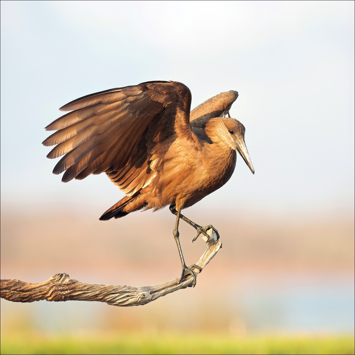 Hamerkop (Hamerkop)