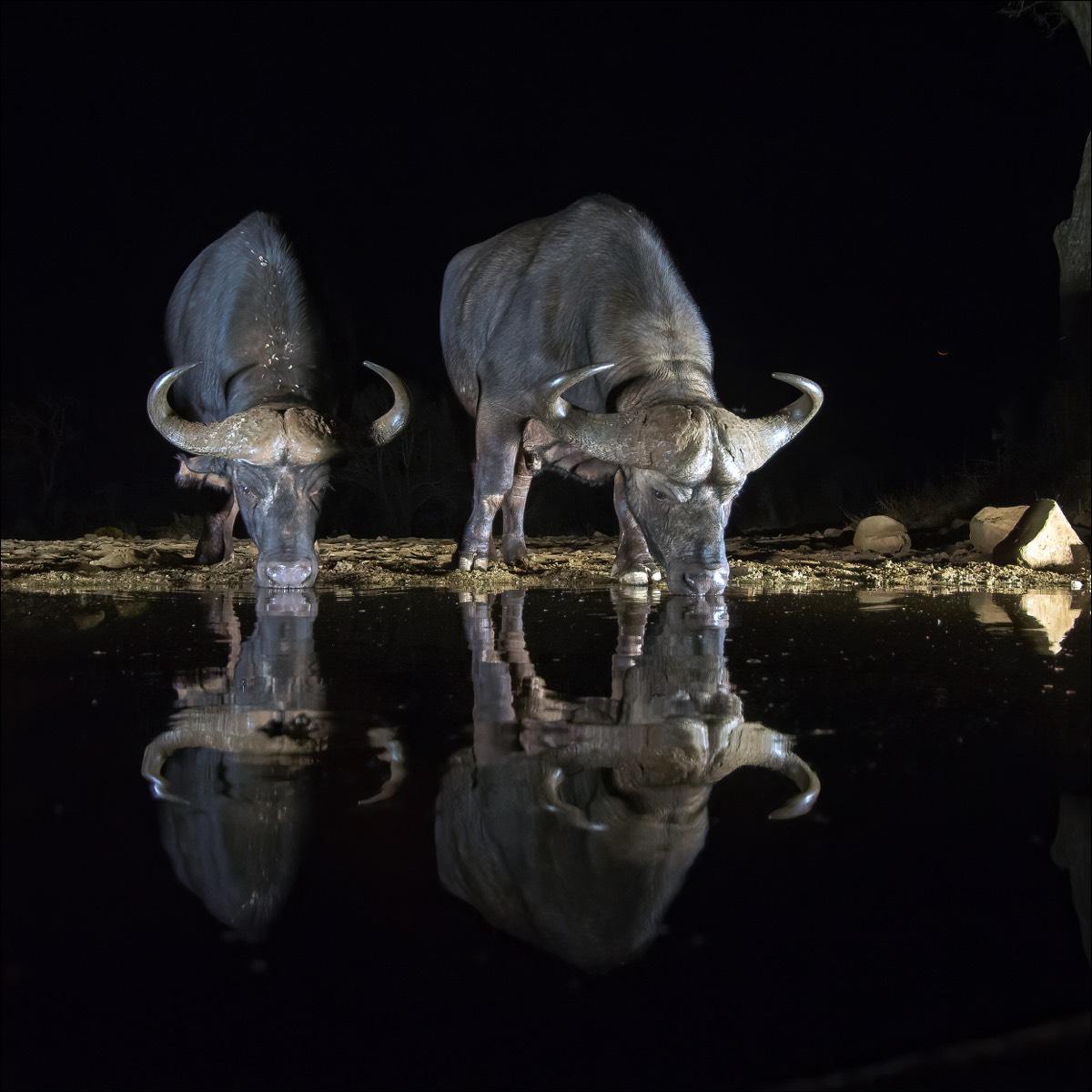 African Buffalo (Buffel)