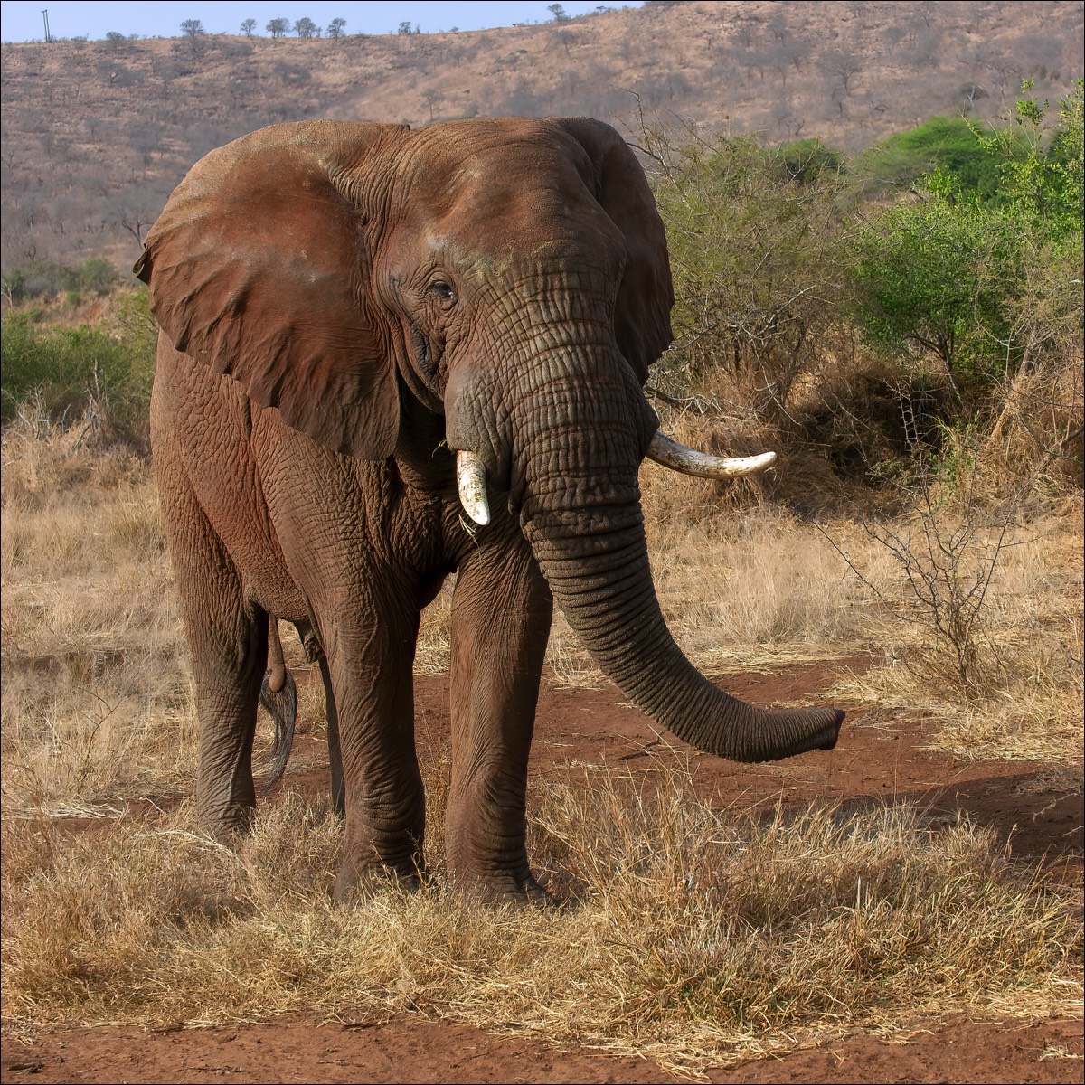 Elephant (Olifant)