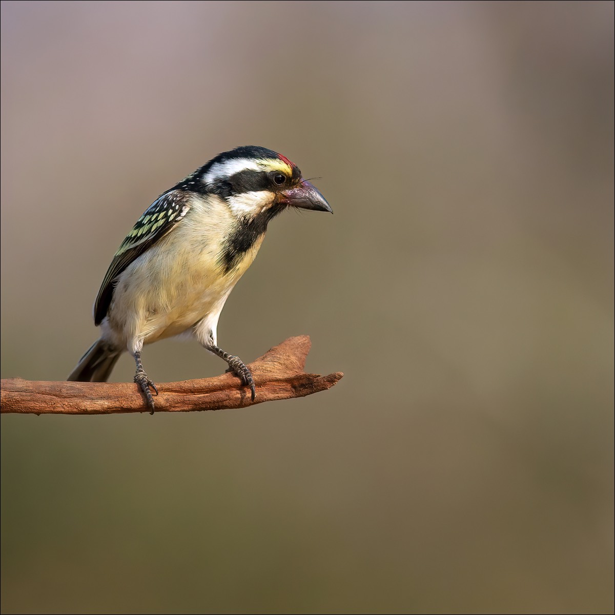 Acacia Pied Barbet (Kaapse Baardvogel)