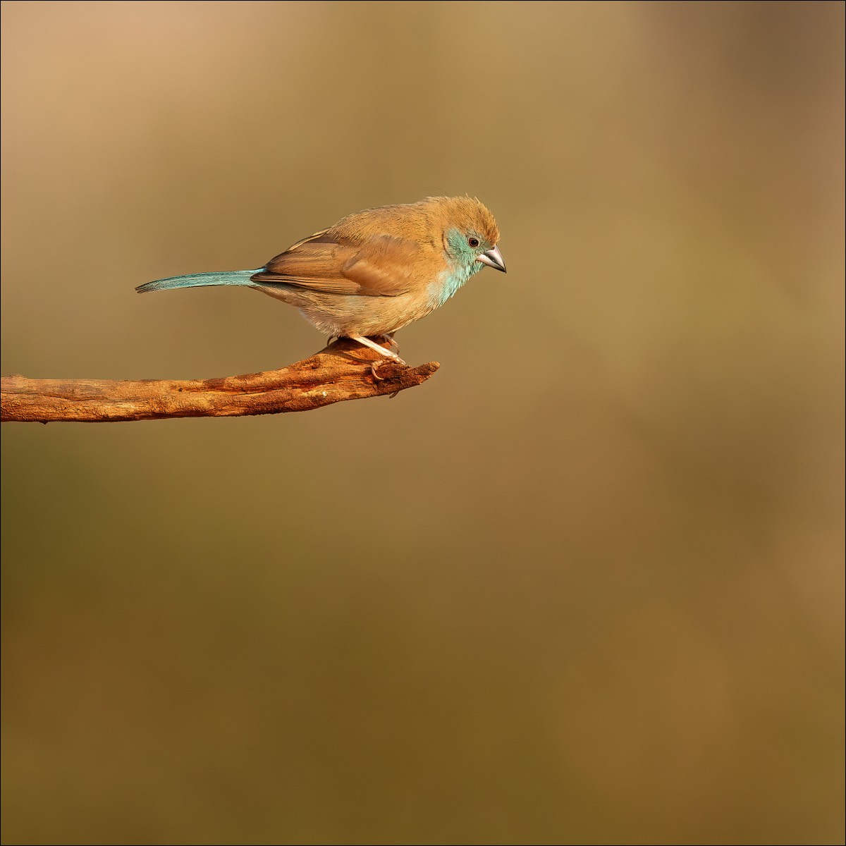 Blue Waxbill (Angolees Blauwfazantje)