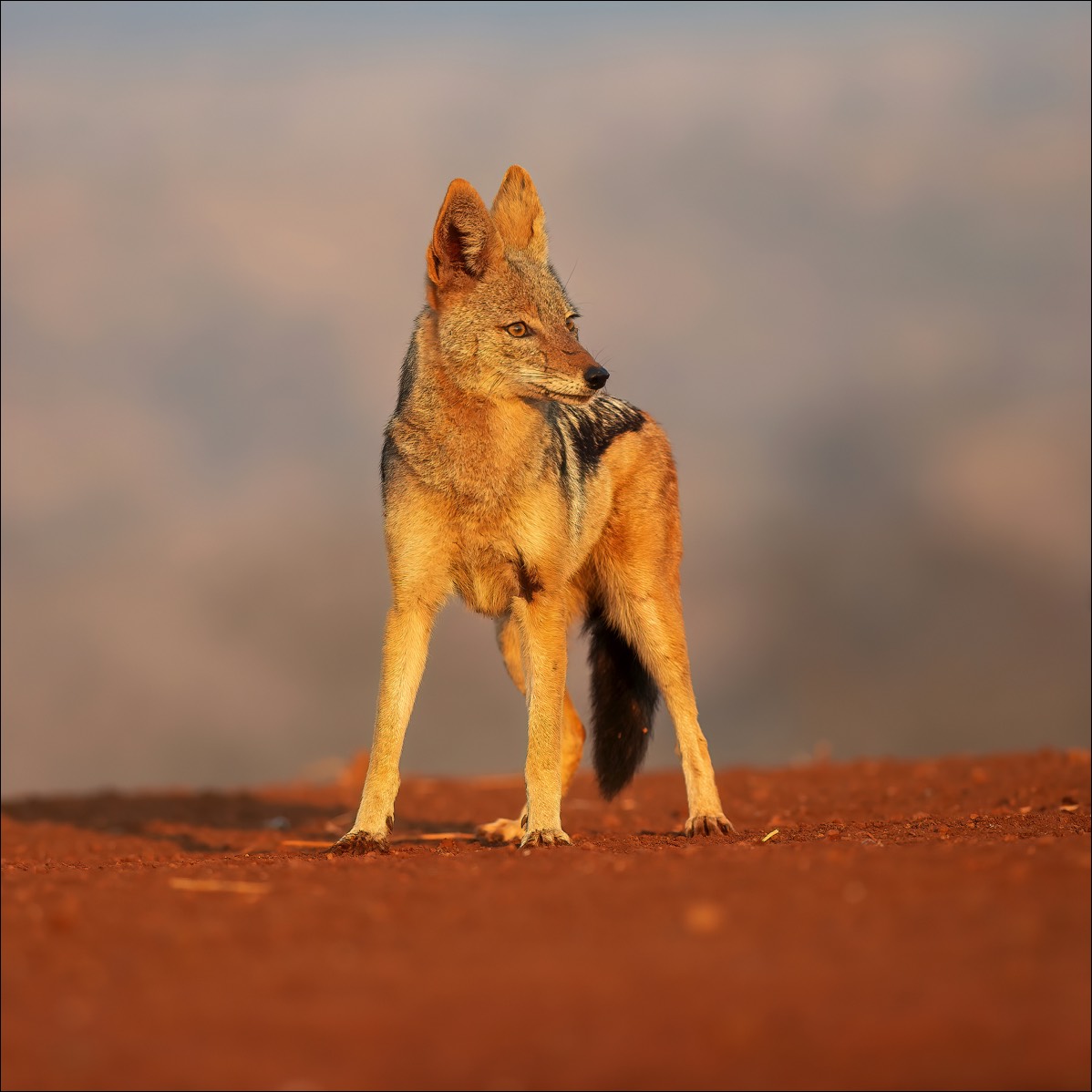 Black-backed Jackal (Zadeljakhals)