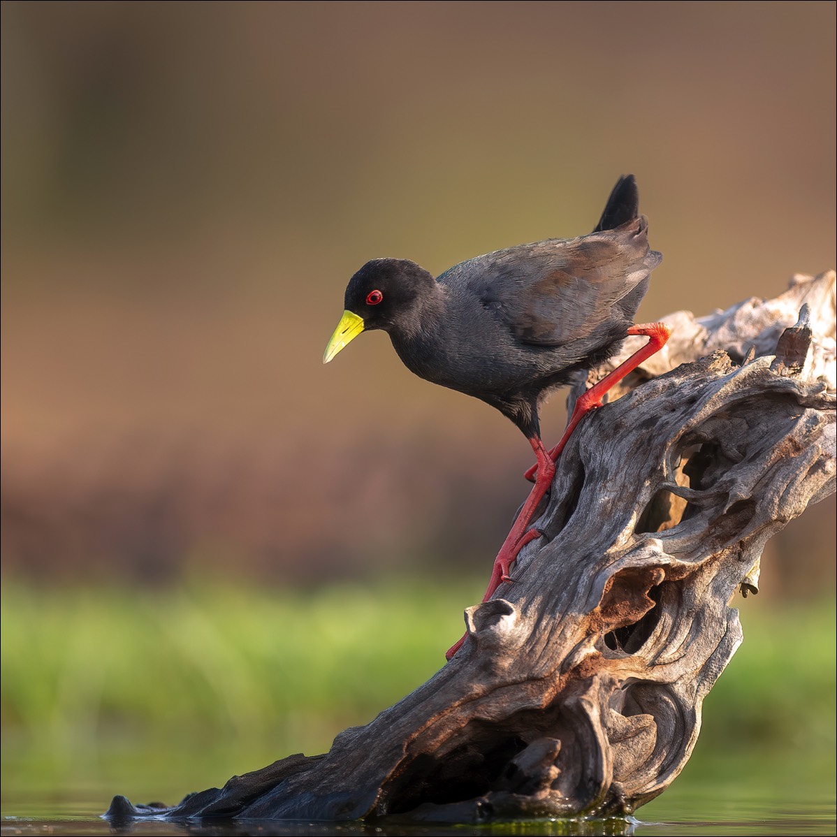 Black crake (Zwart Porseleinhoen)